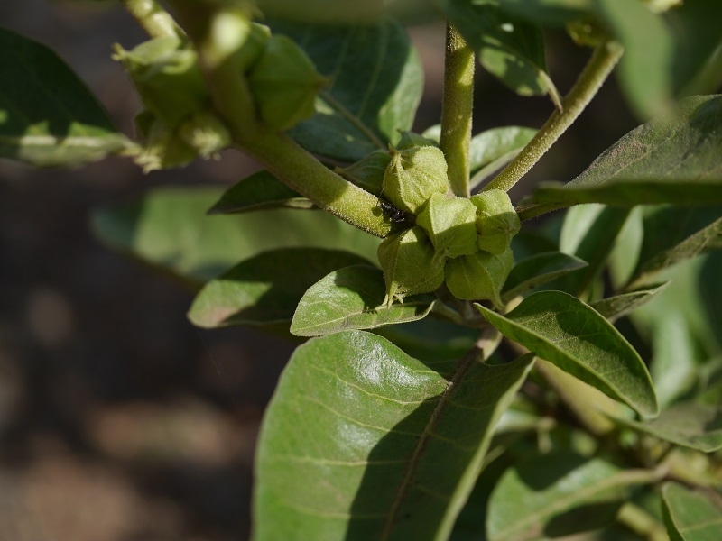 Stress Reduction with Ashwagandha