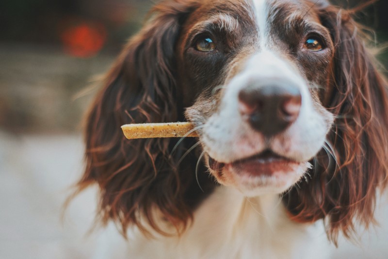 What to Look for in Dog Food